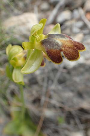 Ophrys parosica \ Paros-Ragwurz, Chios,  Mesta 2.4.2016 