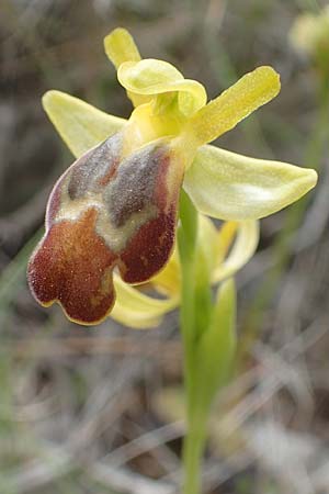 Ophrys parosica \ Paros-Ragwurz / Paros Orchid, Chios,  Mesta 2.4.2016 
