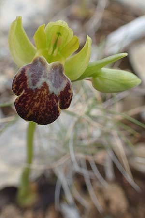 Ophrys parosica \ Paros-Ragwurz, Chios,  Mesta 2.4.2016 