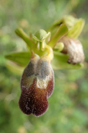 Ophrys pelinaea \ Pelinaion-Ragwurz / Pelinaio's Bee Orchid, Chios,  Mesta 2.4.2016 