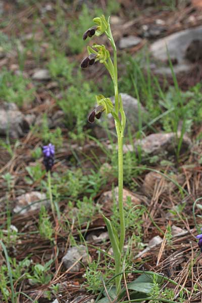 Ophrys pelinaea \ Pelinaion-Ragwurz / Pelinaio's Bee Orchid, Chios,  Kato Fana 13.3.2013 (Photo: Jan & Liesbeth Essink)