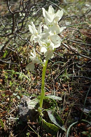 Orchis provincialis \ Provence-Knabenkraut / Provence Orchid, Chios,  Viki 31.3.2016 