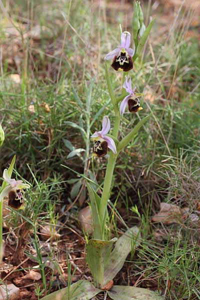 Ophrys saliarisii \ Saliaris-Ragwurz / Saliaris Orchid, Chios,  Lithi 2.4.2013 (Photo: Jan & Liesbeth Essink)