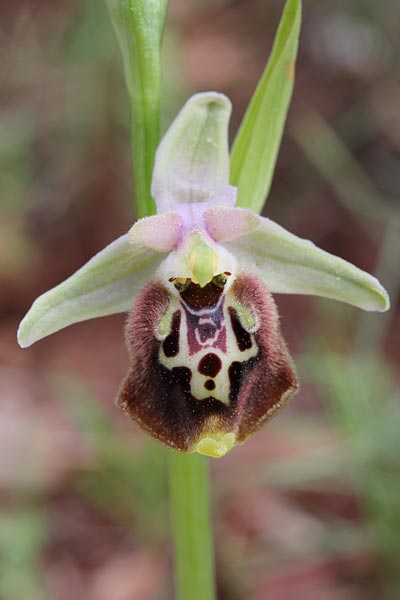 Ophrys saliarisii \ Saliaris-Ragwurz / Saliaris Orchid, Chios,  Lithi 2.4.2013 (Photo: Jan & Liesbeth Essink)