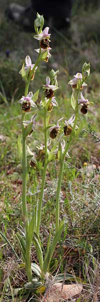 Ophrys saliarisii \ Saliaris-Ragwurz, Chios,  Lithi 2.4.2013 (Photo: Jan & Liesbeth Essink)