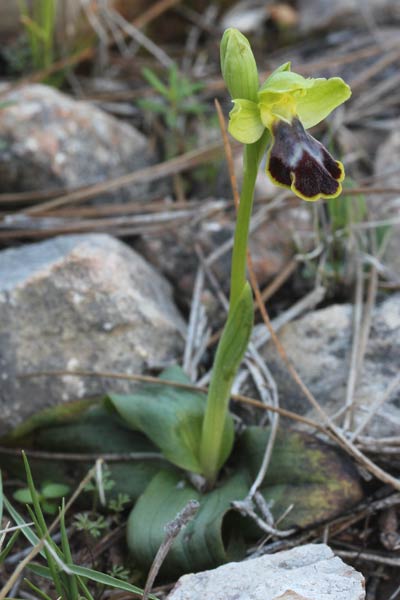 Ophrys fusca subsp. sancti-isidorii \ Sankt-Isidoris-Ragwurz / Saint Isidore Orchid, Chios,  Sidirounda Turm/tower 12.3.2013 (Photo: Jan & Liesbeth Essink)