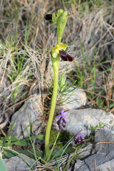 Ophrys fusca subsp. sancti-isidorii \ Sankt-Isidoris-Ragwurz / Saint Isidore Orchid, Chios,  Sidirounda Turm/tower 12.3.2013 (Photo: Jan & Liesbeth Essink)