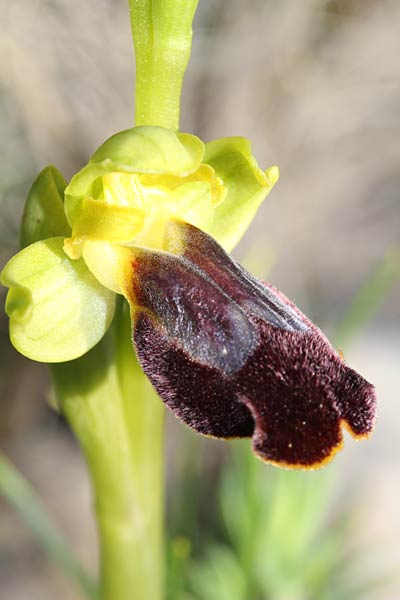 Ophrys fusca subsp. sancti-isidorii \ Sankt-Isidoris-Ragwurz, Chios,  Sidirounda Turm 12.3.2013 (Photo: Jan & Liesbeth Essink)