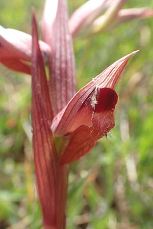 Serapias bergonii \ Lockerblütiger Zungenständel / Bergon's Serapias, Chios,  Kalamoti 2.4.2016 