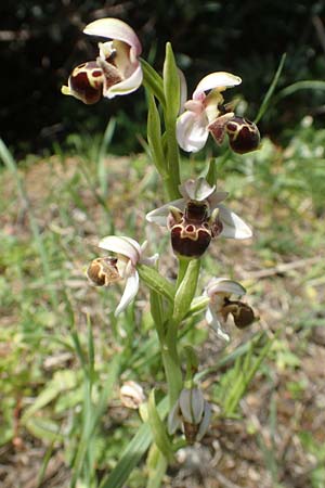 Ophrys umbilicata \ Nabel-Ragwurz / Carmel Bee Orchid, Chios,  Kalamoti 2.4.2016 