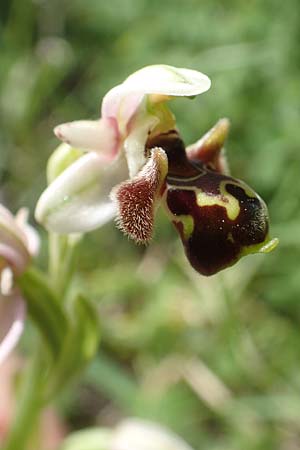Ophrys umbilicata \ Nabel-Ragwurz / Carmel Bee Orchid, Chios,  Kalamoti 2.4.2016 