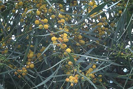 Acacia retinodes \ Immerblhende Akazie / Water Wattle, Zypern/Cyprus Akrotiri 3.3.1997