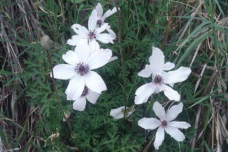 Anemone coronaria \ Kronen-Anemone, Zypern Amiathos 6.1.1997