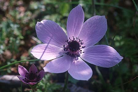 Anemone coronaria \ Kronen-Anemone, Zypern Akamas 1.3.1997