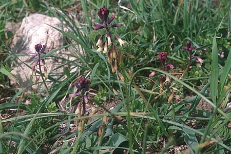 Bellevalia trifoliata \ Dreiblttrige Hyazinthe / Turkish Bellevalia, Zypern/Cyprus Akamas 1.3.1997