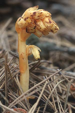 Monotropa hypopitys \ Gewhnlicher Fichtenspargel / Yellow Bird's-Nest, Zypern/Cyprus Troodos 24.6.1999