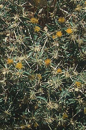Centaurea hyalolepis \ Glasschuppige Flockenblume / Yellow Star Thistle, Zypern/Cyprus Nicosia (Lefkosia) 28.6.1999