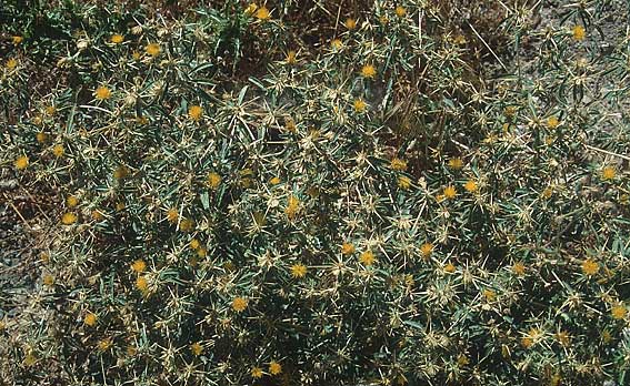 Centaurea hyalolepis \ Glasschuppige Flockenblume / Yellow Star Thistle, Zypern/Cyprus Nicosia (Lefkosia) 28.6.1999