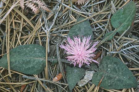 Centaurea aegialophila \ gis-Flockenblume / Aegaean Knapweed, Zypern/Cyprus Troodos 29.6.1999