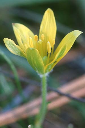 Gagea peduncularis \ Langstieliger Gelbstern / Stalked Star of Bethlehem, Zypern/Cyprus Peyia 1.3.1997