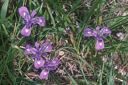 Moraea sisyrinchium / Barbary Nut Iris, Cyprus Akamas 1.3.1997