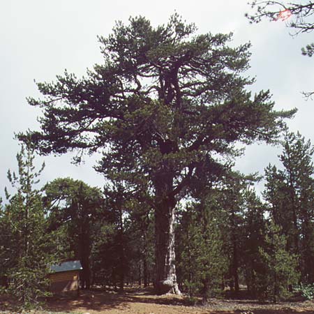 Pinus nigra \ Schwarz-Kiefer / Black Pine, Austrian Pine, Zypern/Cyprus Troodos, Mt. Olympos 25.6.1999