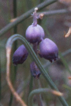 Muscari inconstrictum / Levantine Hyacinth, Cyprus Governor's Beach 2.3.1997