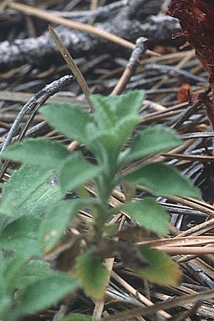 Pterocephalus multiflorus subsp. multiflorus \ Vielbltiger Flgelkopf, Zypern Troodos 25.6.1999