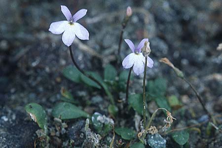 Pinguicula crystallina \ Kristall-Fettkraut / Crystal Butterwort, Zypern/Cyprus Pano Amiandos 27.6.1999