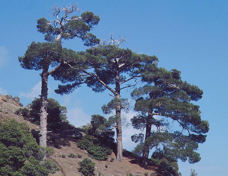 Pinus nigra subsp. pallasiana \ Krim-Kiefer / Crimea Pine, Zypern/Cyprus Troodos 27.6.1999