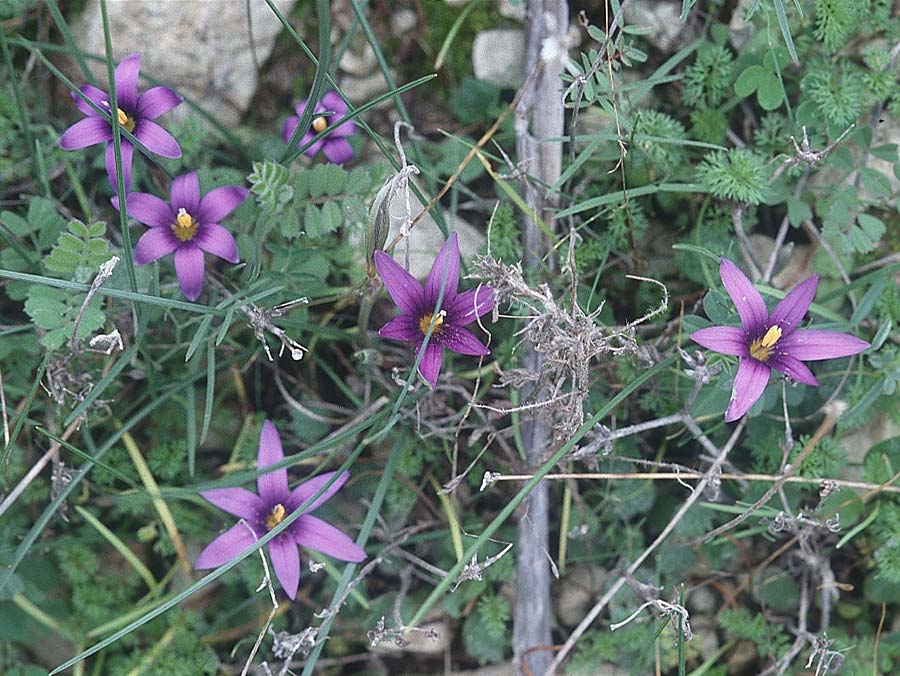 Romulea tempskyana / Tempsky's Sand Crocus, Cyprus Amiathos 6.1.1997