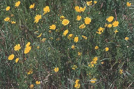 Glebionis coronaria \ Kronen-Wucherblume / Crown Daisy, Zypern/Cyprus Limassol 5.3.1997