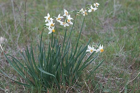 Narcissus tazetta / Bunch-flowered Narcissus, Cyprus Larnaka 2.3.1997