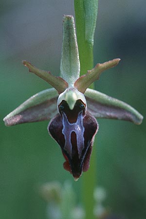 Ophrys morio \ Narrenkappen-Ragwurz / Fool's-Cap Bee Orchid, Zypern/Cyprus,  Moni Neophytos 4.3.1997 