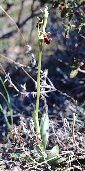Ophrys alasiatica \ Alasia-Ragwurz / Alasia Bee Orchid, Zypern/Cyprus,  Phasoula 5.3.1997 