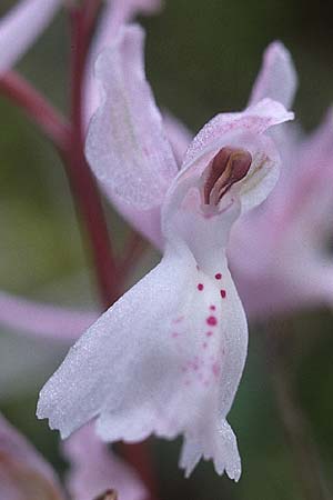 Orchis anatolica \ Anatolisches Knabenkraut / Anatolian Orchid, Zypern/Cyprus,  Yerasa 3.3.1997 