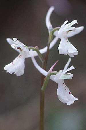 Orchis anatolica \ Anatolisches Knabenkraut / Anatolian Orchid, Zypern/Cyprus,  Yerasa 3.3.1997 