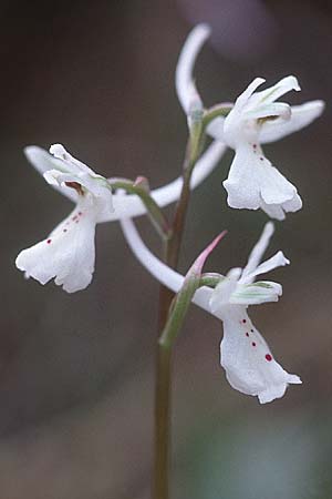 Orchis anatolica \ Anatolisches Knabenkraut, Zypern,  Yerasa 3.3.1997 