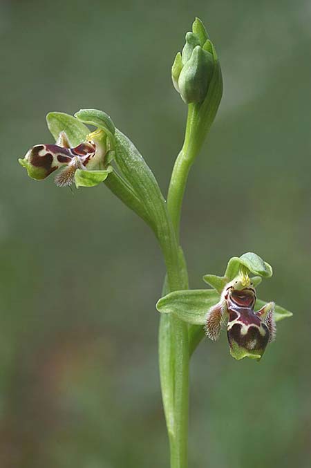 Ophrys astarte \ Kleine Nabel-Ragwurz / Venus Bee Orchid, Zypern/Cyprus,  Larnaka 2.3.2014 (Photo: Helmut Presser)