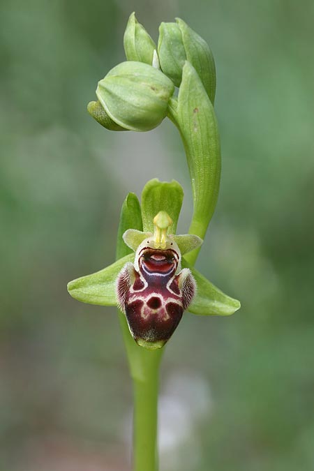 Ophrys astarte \ Kleine Nabel-Ragwurz / Venus Bee Orchid, Zypern/Cyprus,  Larnaka 2.3.2014 (Photo: Helmut Presser)