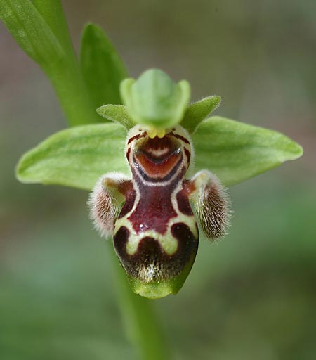 Ophrys astarte / Venus Bee Orchid, Cyprus,  Larnaka 2.3.2014 (Photo: Helmut Presser)