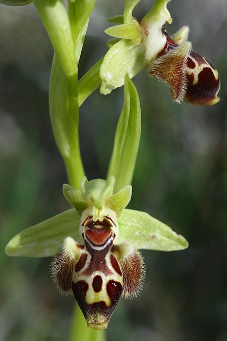 Ophrys astarte \ Kleine Nabel-Ragwurz / Venus Bee Orchid, Zypern/Cyprus,  Souni 7.3.2014 (Photo: Helmut Presser)