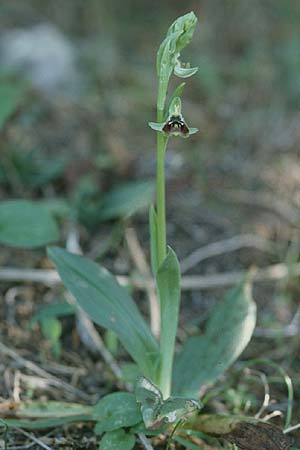 Ophrys aphrodite \ Aphrodite Ragwurz / Aphrodite Orchid, Zypern/Cyprus,  Akamas 6.3.1997 