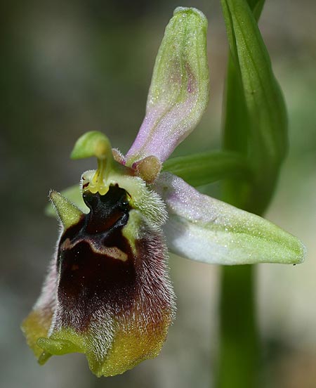 Ophrys aphrodite \ Aphrodite Ragwurz, Zypern,  Episkopi 7.3.2014 (Photo: Helmut Presser)