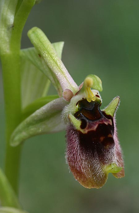 Ophrys aphrodite \ Aphrodite Ragwurz, Zypern,  Episkopi 7.3.2014 (Photo: Helmut Presser)