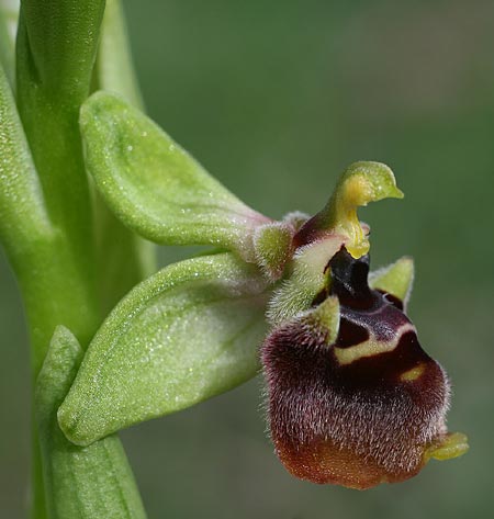 Ophrys aphrodite \ Aphrodite Ragwurz, Zypern,  Souni 8.3.2014 (Photo: Helmut Presser)