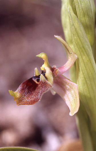Ophrys aphrodite \ Aphrodite Ragwurz / Aphrodite Orchid, Zypern/Cyprus,  Episcopi 4.3.2006 (Photo: Helmut Presser)