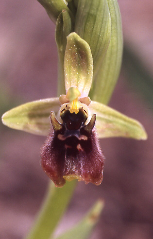 Ophrys aphrodite \ Aphrodite Ragwurz / Aphrodite Orchid, Zypern/Cyprus,  Episcopi 4.3.2006 (Photo: Helmut Presser)