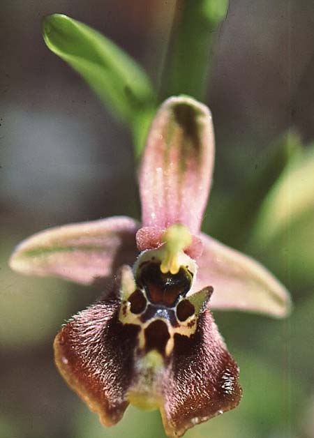 Ophrys aphrodite \ Aphrodite Ragwurz / Aphrodite Orchid, Zypern/Cyprus,  Choulou 6.4.1998 (Photo: Jan & Liesbeth Essink)