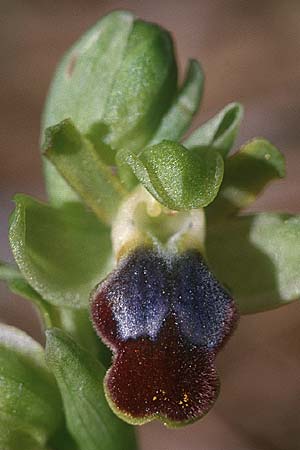 Ophrys cinereophila \ Kleinblütige Braune Ragwurz / Small-Flowered Dull Bee Orchid, Zypern/Cyprus,  Peyia 1.3.1997 